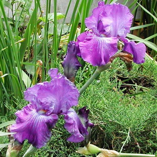 Iris germanica Darcys Choice